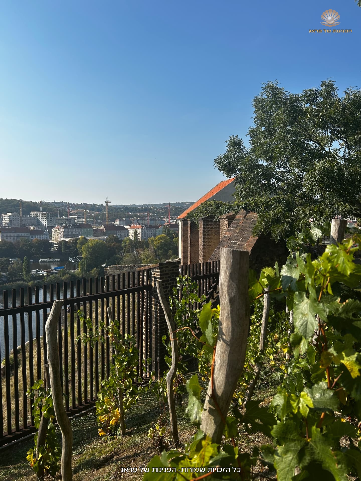 Prague through the vines
